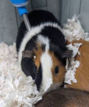 Rescue Guinea Pig Guinea Pigs for Adoption in Stafford, Virginia - Violin | PetCurious